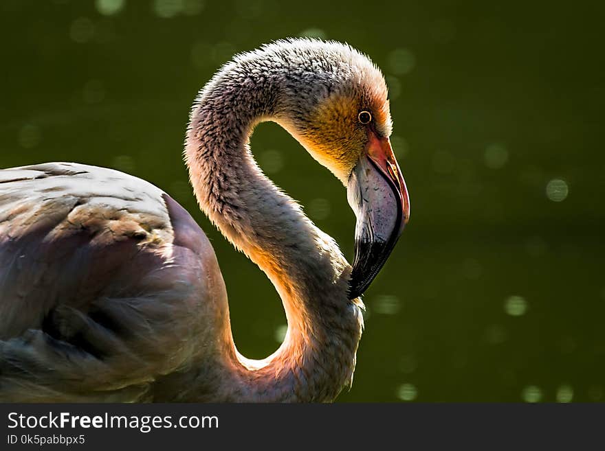 Beak, Bird, Water Bird, Fauna