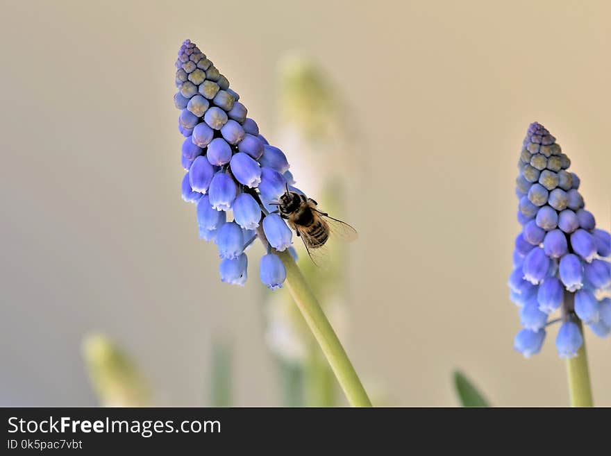 Flower, Flora, Insect, Pollinator