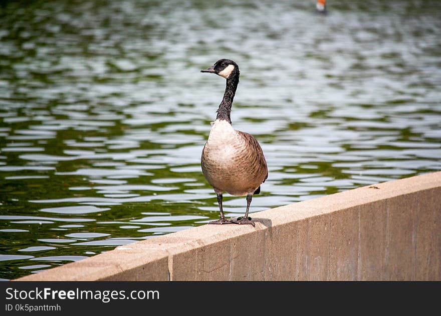 Bird, Duck, Water Bird, Fauna