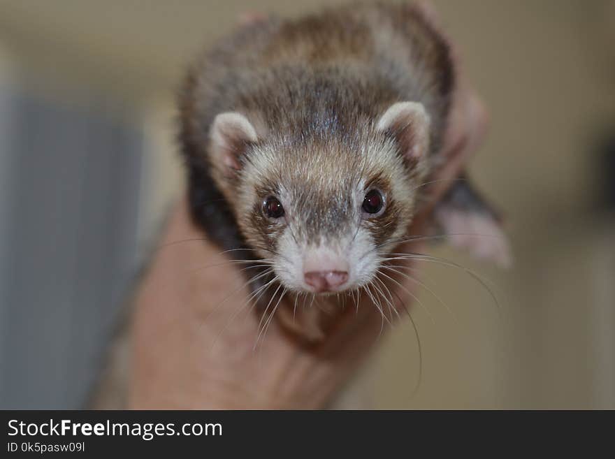 Ferret, Polecat, Fauna, Mammal