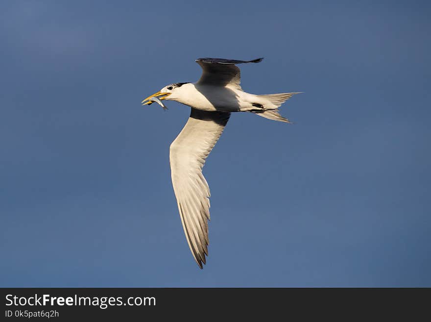 Bird, Beak, Seabird, Sky