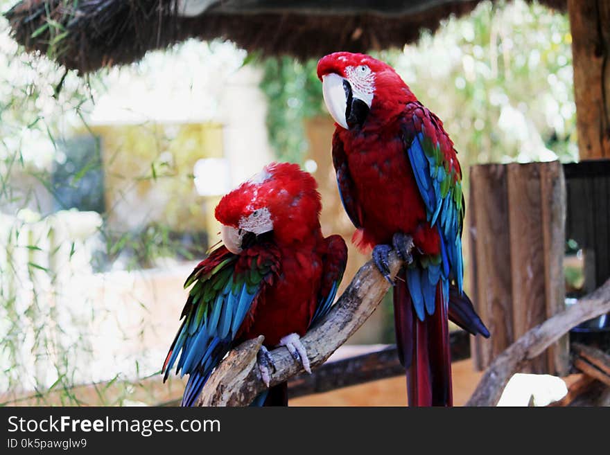 Parrot, Macaw, Bird, Beak