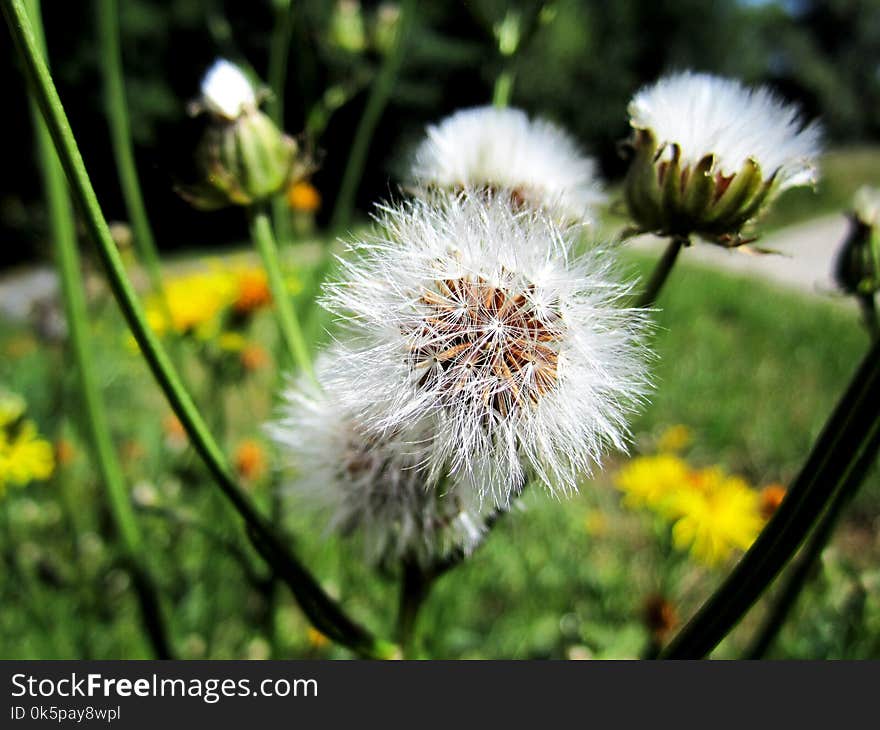 Flower, Flora, Dandelion, Plant