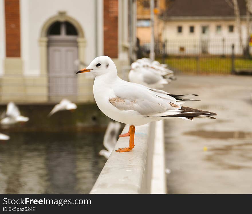 Bird, Seabird, Gull, Beak