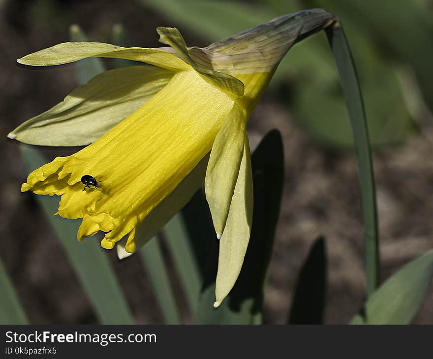 Flower, Flora, Yellow, Plant