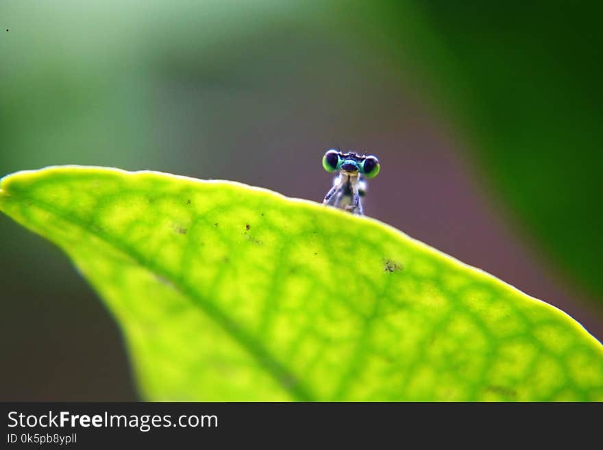 Leaf, Water, Macro Photography, Insect