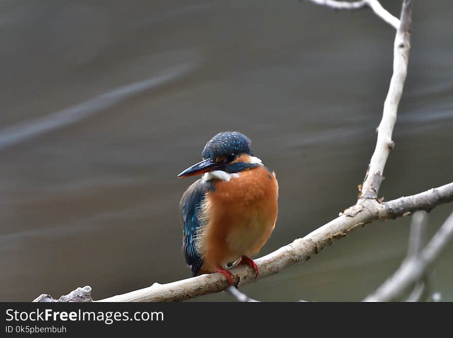 Bird, Beak, Bluebird, Branch