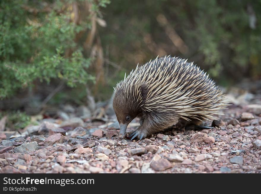 Echidna, Monotreme, Mammal, Domesticated Hedgehog