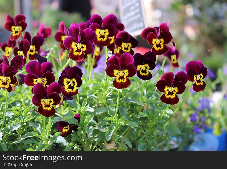 Flower, Plant, Flowering Plant, Pansy