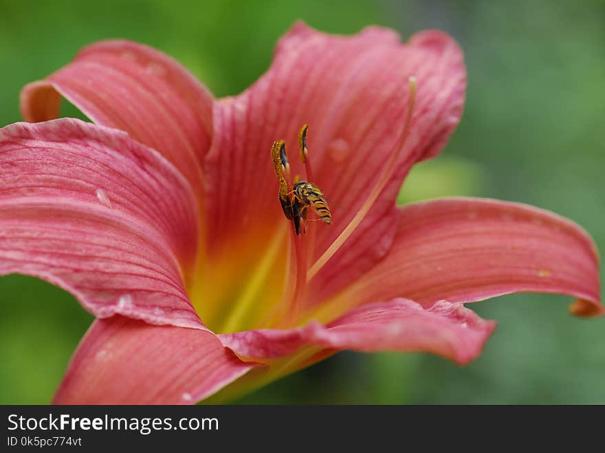 Lily, Flower, Daylily, Close Up