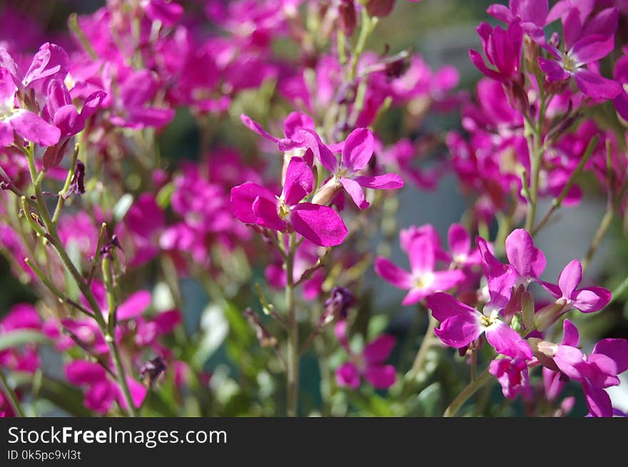 Flower, Plant, Pink, Flora