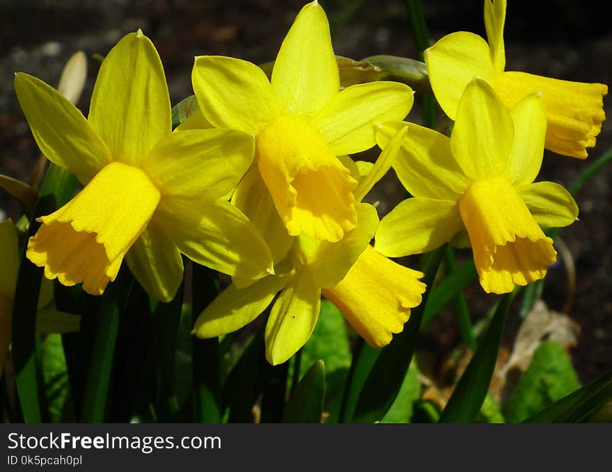 Flower, Plant, Yellow, Flowering Plant