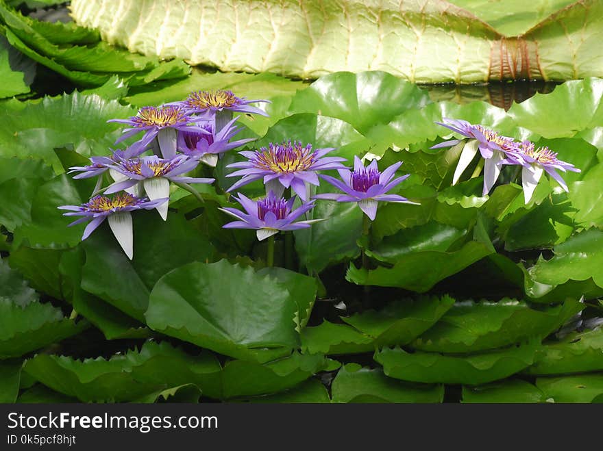 Flower, Plant, Flora, Aquatic Plant