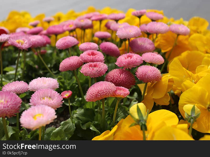 Flower, Plant, Flowering Plant, Flora