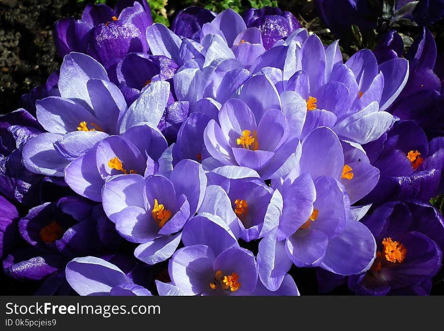 Flower, Flowering Plant, Crocus, Plant