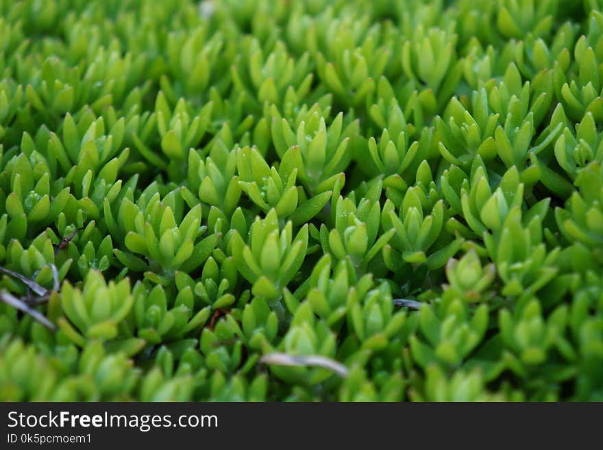 Plant, Vegetation, Grass, Groundcover