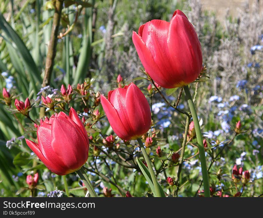 Flower, Plant, Flowering Plant, Tulip