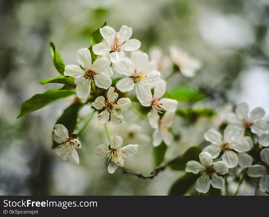 Blossom, Flower, Spring, Branch