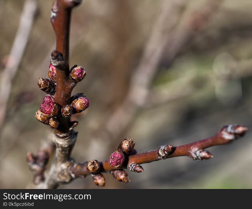 Branch, Bud, Twig, Spring