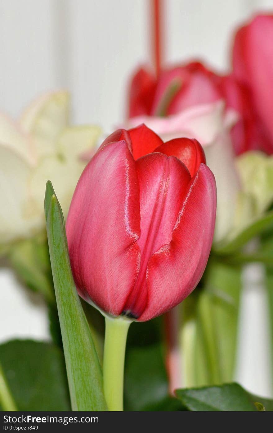 Flower, Tulip, Flowering Plant, Plant