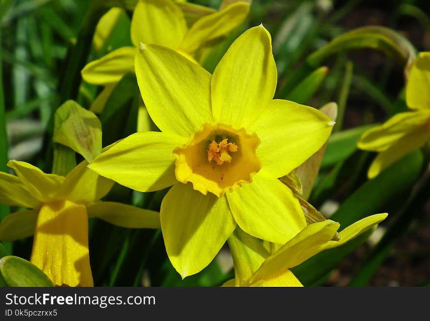 Flower, Plant, Yellow, Flora