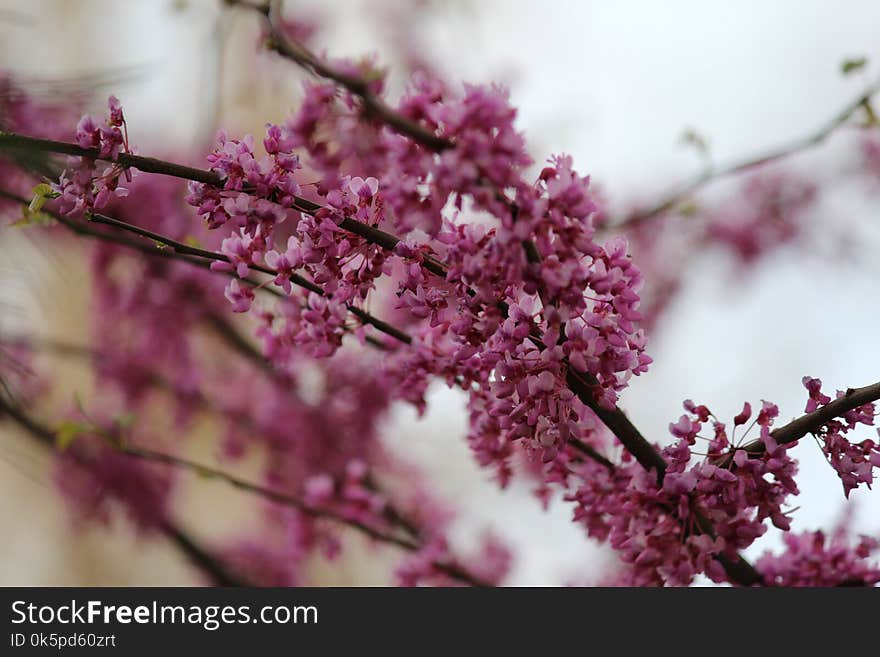 Pink, Blossom, Purple, Branch