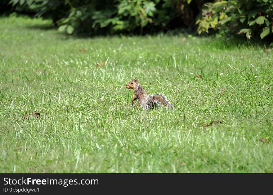 Fauna, Ecosystem, Wildlife, Grass