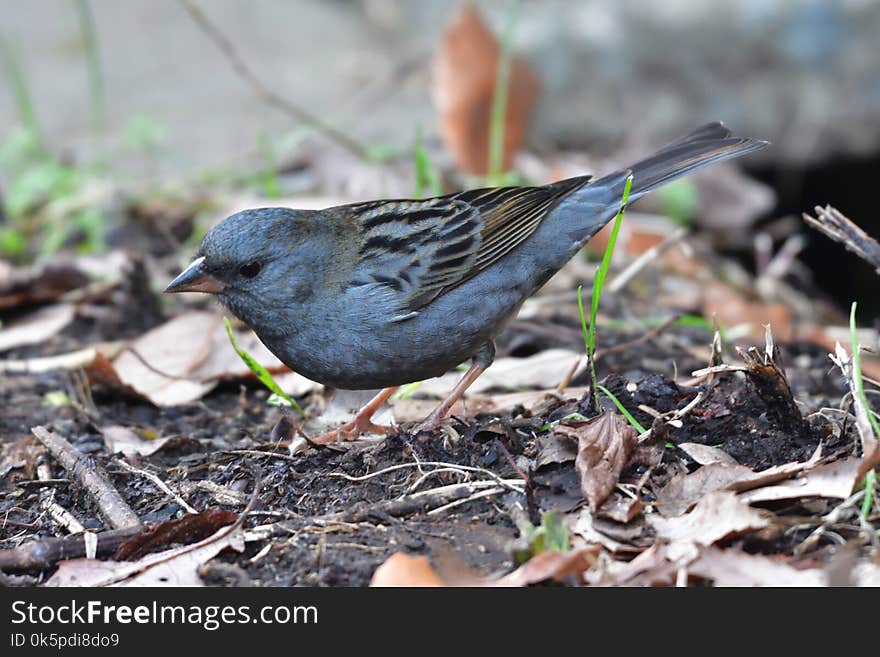 Bird, Fauna, Beak, Finch