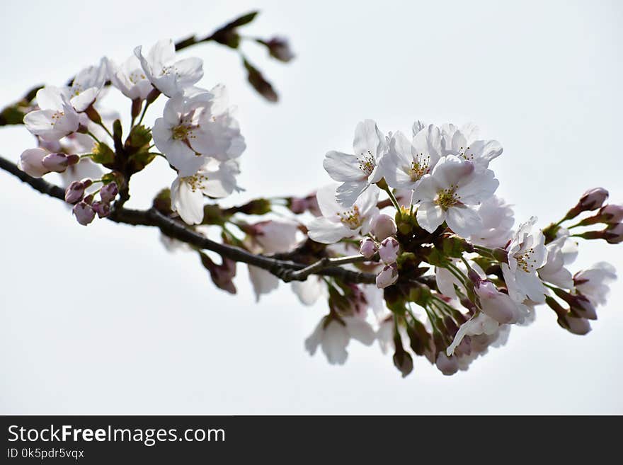 Blossom, Branch, Flower, Cherry Blossom