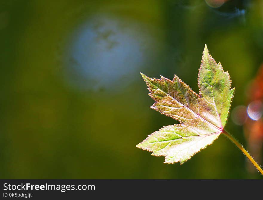 Leaf, Vegetation, Autumn, Macro Photography