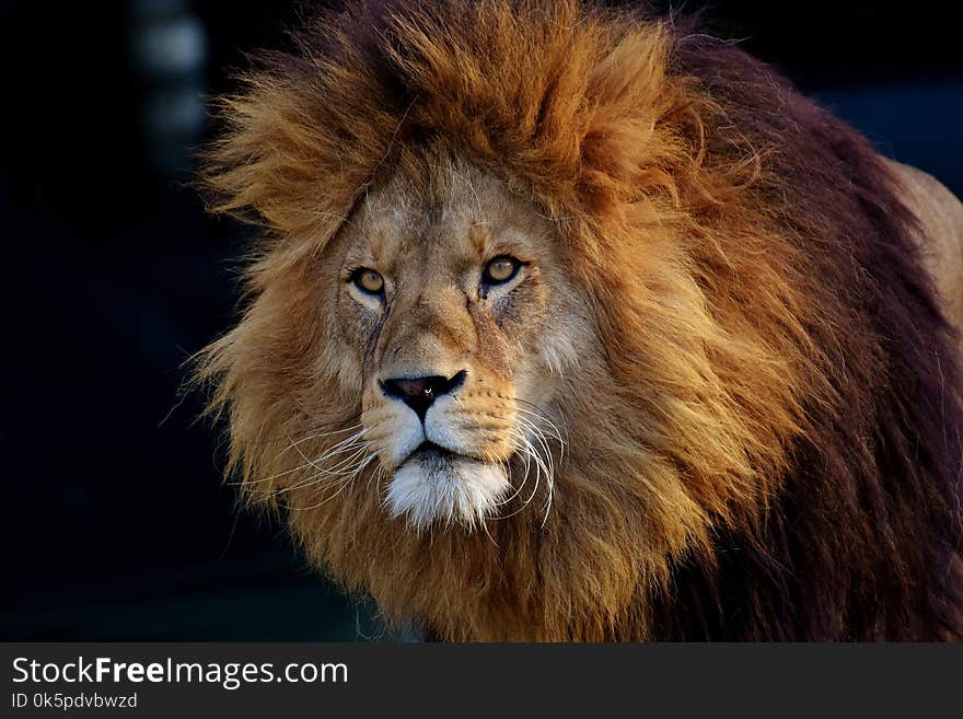 Wildlife, Hair, Lion, Mammal