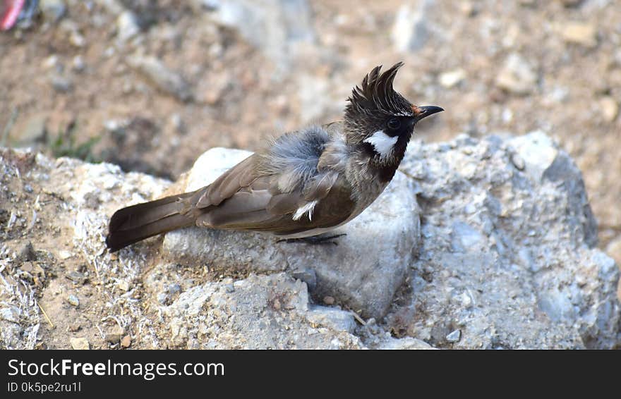 Bird, Fauna, Beak, Perching Bird