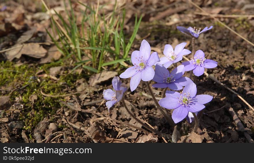 Flower, Plant, Flora, Flowering Plant