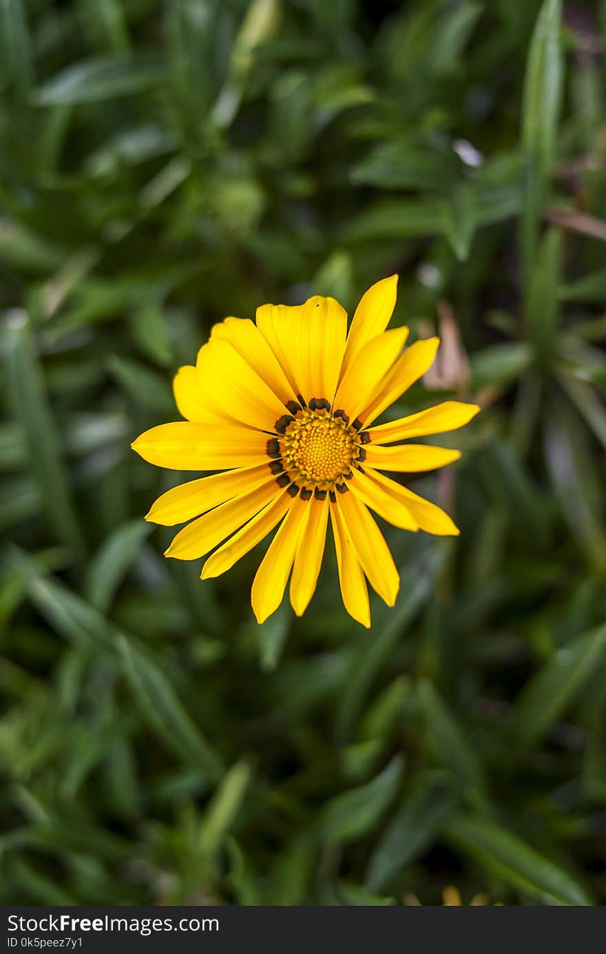 Flower, Yellow, Flora, Plant