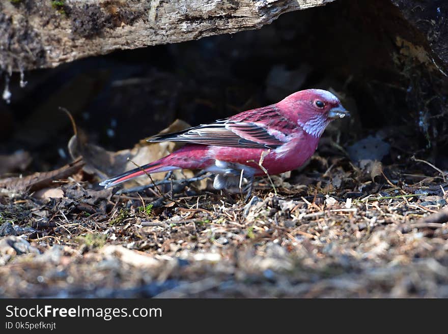 Bird, Fauna, Beak, Finch