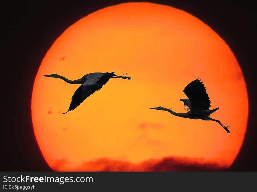 Sky, Beak, Computer Wallpaper, Sun