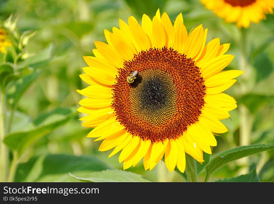 Flower, Sunflower, Yellow, Nectar