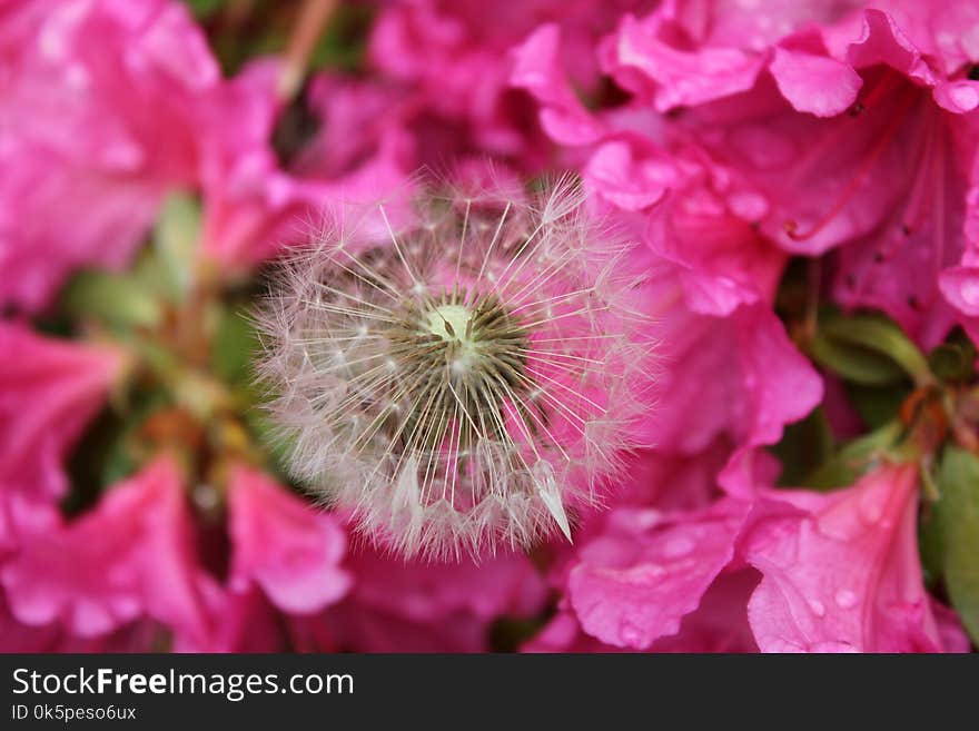 Flower, Pink, Flora, Plant