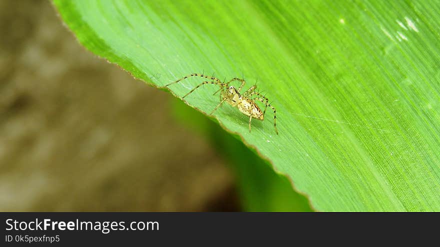 Insect, Leaf, Close Up, Pest