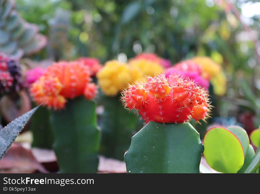 Plant, Flowering Plant, Cactus, Vegetation