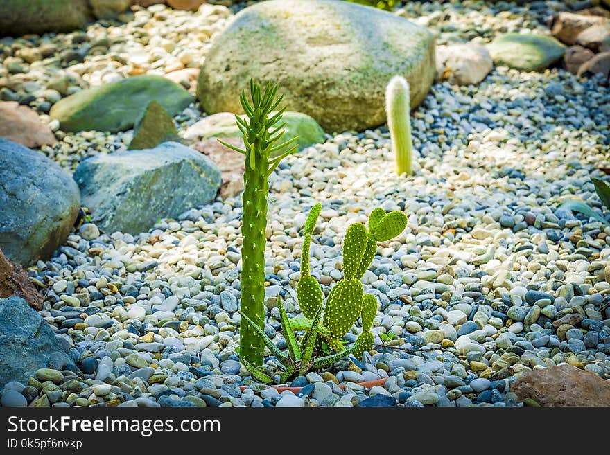 Plant, Pebble, Grass, Seaweed