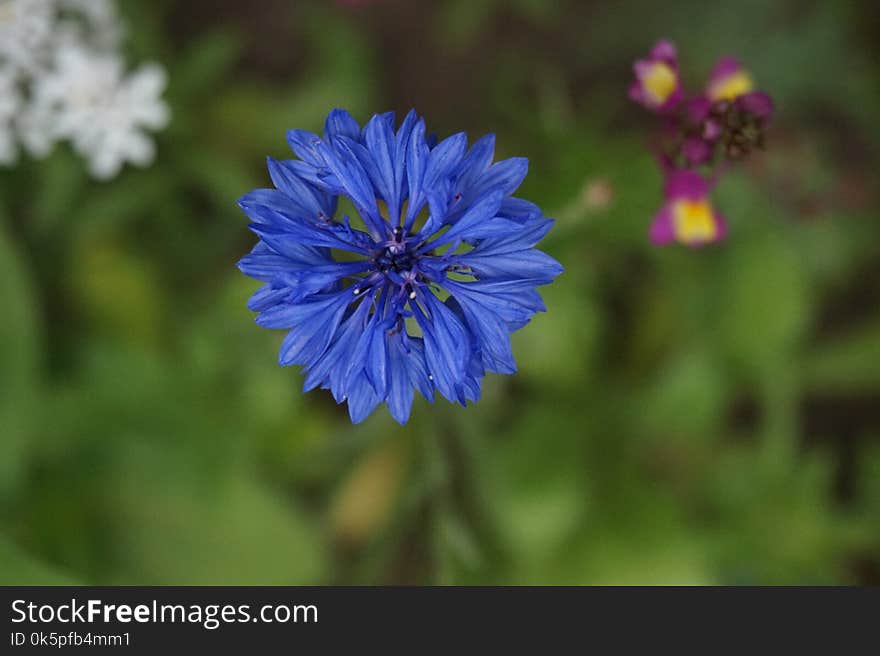 Flower, Blue, Flora, Purple