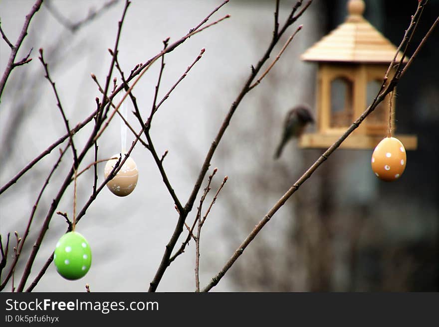 Branch, Twig, Tree, Spring