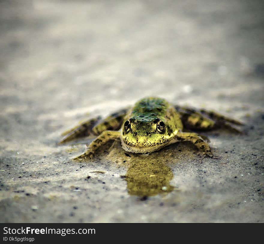 Amphibian, Toad, Fauna, Frog