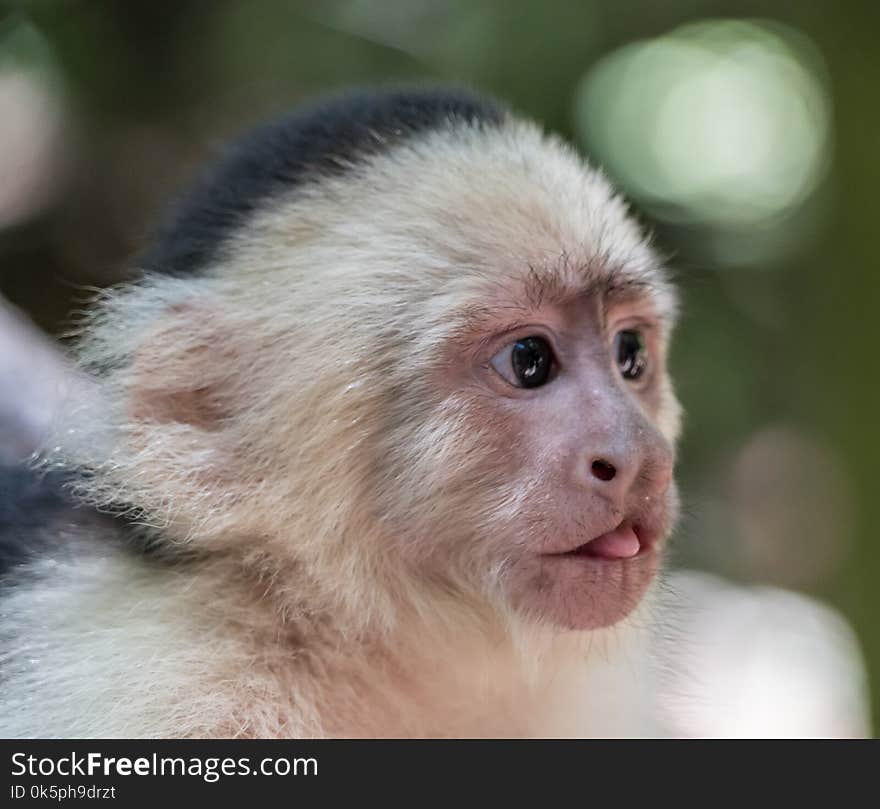 Face, White Headed Capuchin, Fauna, Mammal