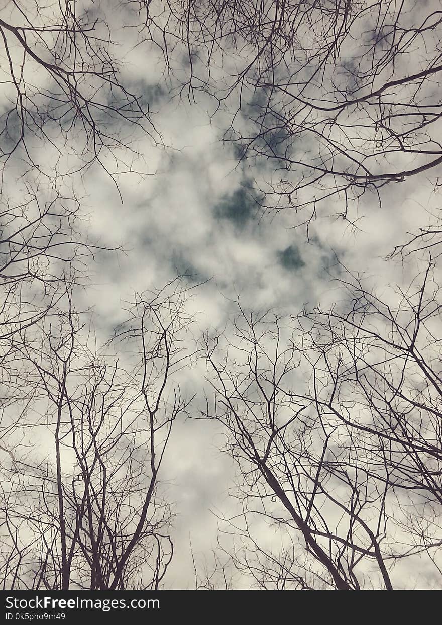 Sky, Branch, Tree, Cloud