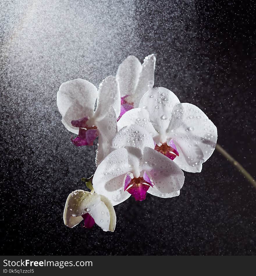 White phalaenopsis orchid with splashes of water on black background.