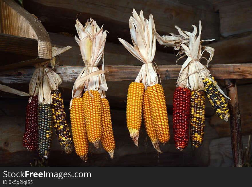 Corn different colors bundled hanging on a perch