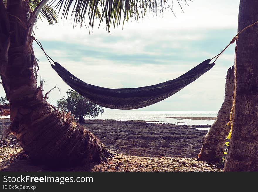 Hammock Between Palm Trees.