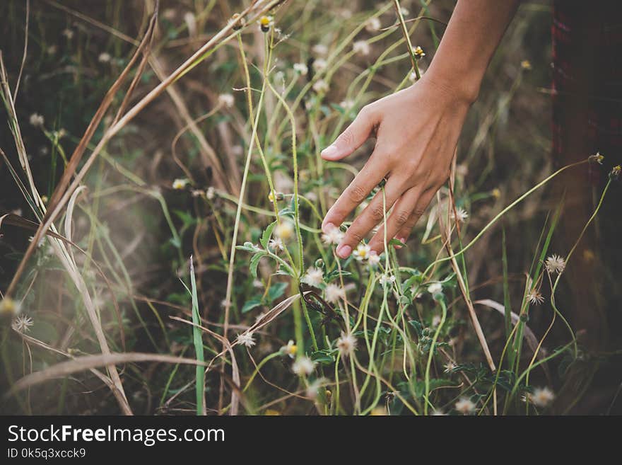 Close up of a woman`s hand touching grass in field backgroundn. Close up of a woman`s hand touching grass in field backgroundn